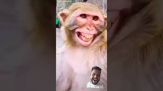 Download lagu hi hi hi hi hi hi hi hi #monkey #monkeysmile #funny #monkeyjoking mp3