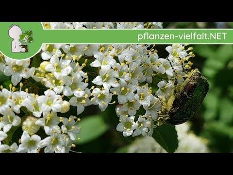 Wolliger Schneeball - Bestäubung LIVE - 23.04.18 (Viburnum lantana) - Bäume- & Sträucher bestimmen