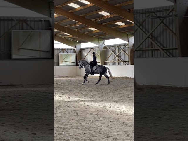 Jument Hannoveraner dressage 8 ans