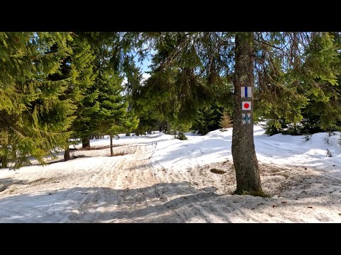 Traseu din Stațiunea Harghita Mădăraș către Cascada Săritoarea