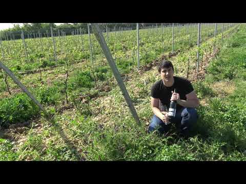 Weintaxi Wiesbaden - Weingut Schreiber - Infos vom Winzer