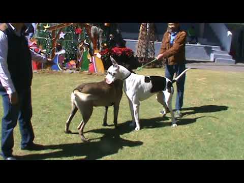 Kangal vs Gran Danes