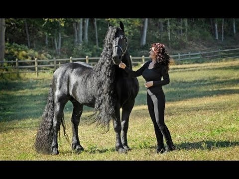 download lagu mp3 mp4 Igre Farma Konja, download lagu Igre Farma Konja gratis, unduh video klip Igre Farma Konja