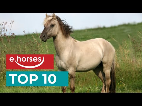, title : 'Top 10 seltene Pferderassen'