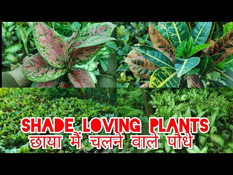 Shade Loving Plants, Top Five Indoor Plants, Air Purifier Plants,Foliage Plants