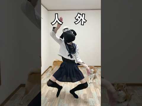 アリの巣を駆除する人外と柴犬こまちゃん。#shrots
