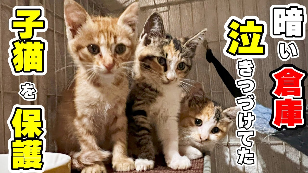 【子猫保護】倉庫で泣き続けていた子猫を緊急保護しました(ムギ君)