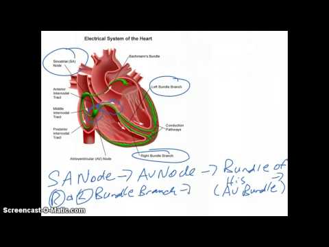 Conduction System of the Heart