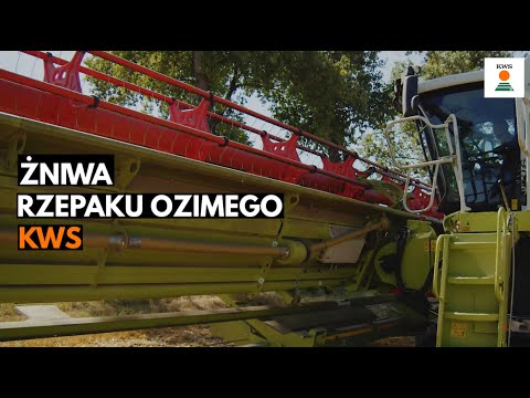 Zbiory rzepaku ozimego KWS 2022
