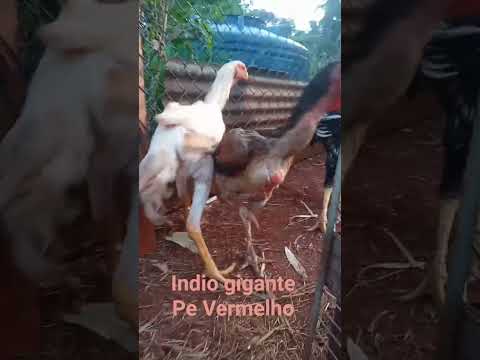 inscreva e curta este video