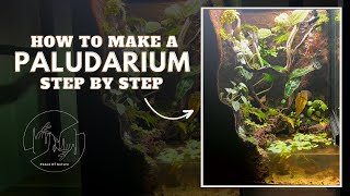 Building a Paludarium From Scratch – Full Step by Step Guide