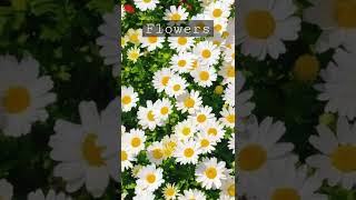Beautiful Flower / Nature Whatsapp Status Video 💕💕