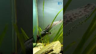 Download lagu The world’s strangest creature || Axolotl. #shorts #strange mp3