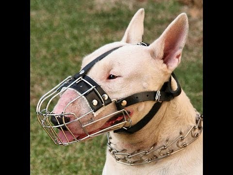 Bull terrier attack teddy