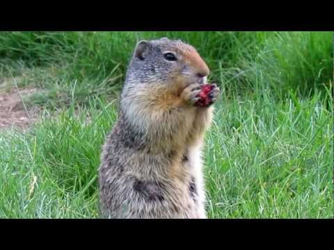 download lagu mp3 mp4 Marmot Ca, download lagu Marmot Ca gratis, unduh video klip Marmot Ca