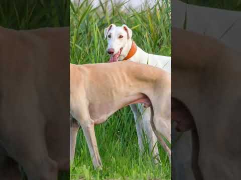 Greyhond dogs shikari kutte top speed dogs 💥#youtubeshorts #dogs #india #youtube