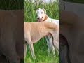 Greyhond Dogs Shikari Kutte Top Speed Dogs Youtubeshorts Dogs India Youtube