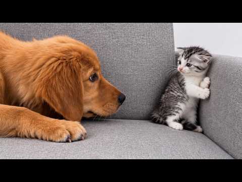 YouTube 썸네일