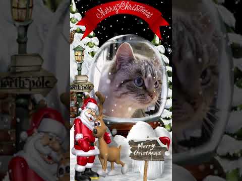 🐱Merry Christmas #short #shorts  #merrychristmas #christmas #merrychristmas2022 #christmascats