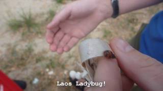 Ladybug in Laos