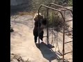 GRIZZLY BEAR TRYING TO CLIMB MONKEY BARS THROWING A TEMPER TANTRUM