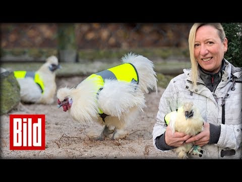 Hühner tragen jetzt Rettungswesten - Angst vor Krähen