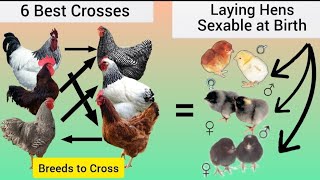 Download lagu 6 Persilangan Ras Terbaik untuk Ayam Petelur yang Dapat Ditentukan Jenis Kelaminnya saat Lahir. mp3