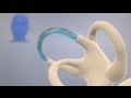 How The Inner Ear Balance System Works Labyrinth Semicircular Canals