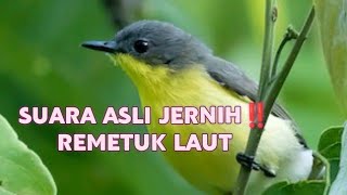 Download lagu SUARA ASLI JERNIH‼️REMETUK LAUT 2025 mp3