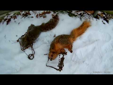 Trapping Squirrels With 110 Conibears