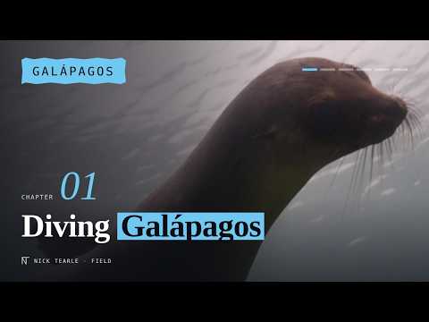 Diving the Galapagos with Calipso | Chapter 1 of 6