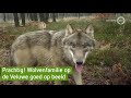 Wolvenfamilie loopt rond op de Veluwe