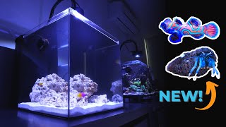 Ep. 5 Introducing Hermit Crabs and Update on Baby Mandarin Dragonet