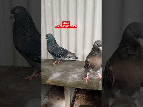 Merpati Over Tumbler alias terbang Salto