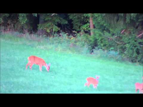 Ansitz im Juli: Ricke/Geiß oder Schmalreh?