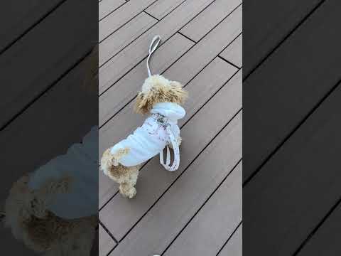 経営学科 ジェラートピケを着たトイプードル8ヶ月 #toypoodle #puppy #トイプードル