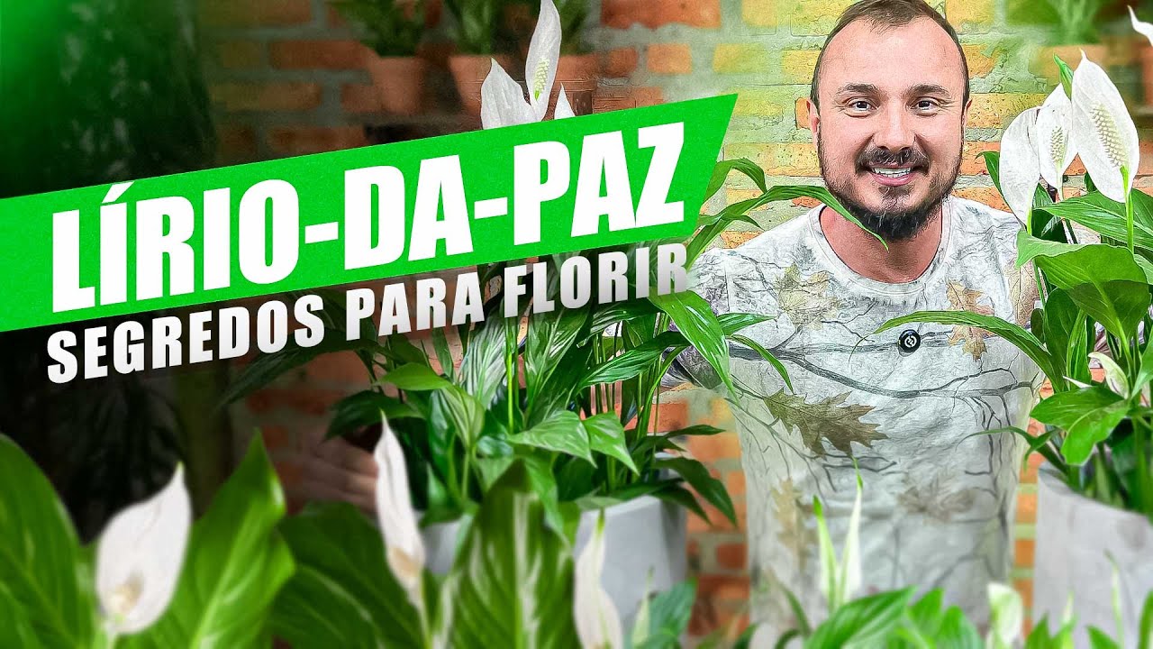 Dicas para o LÍRIO-DA-PAZ FLORESCER | Descubra COMO CULTIVAR