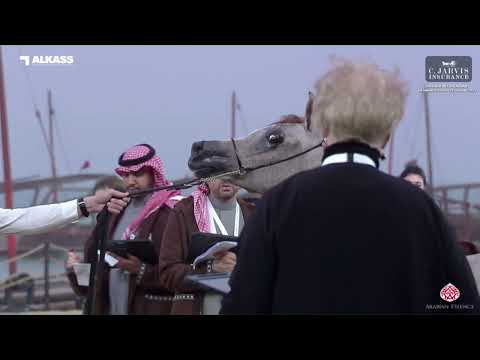 N 10 GHALYA AL NAWASI   Katara Int  Arabian Peninsula Horse Show 2023   Yearling Fillies Section A C