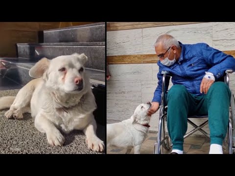 Faithful Dog Waits Outside Hospital for Owner
