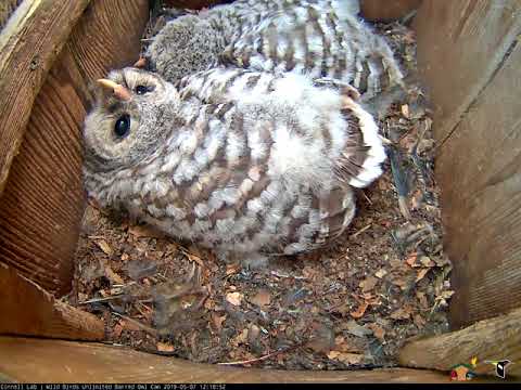 Owlets Have A Siesta In Nest Box | WBU Barred Owl Cam – May 7, 2019