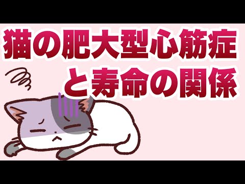 猫肥大型心筋症について詳しく解説