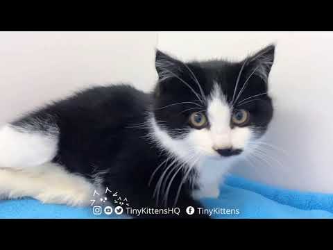 Meet Ilya and Ivan!  TinyKittens.com