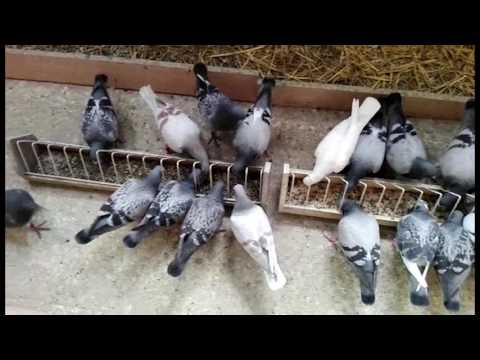 Erster Trainingsflug – SG Tim & Uwe Müller – Röhnfried Racing Team