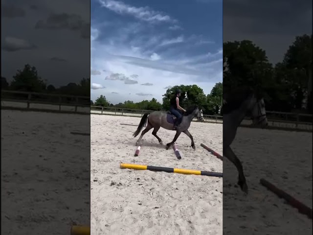 Gelding Origin Recorded For sale 2020 Grey