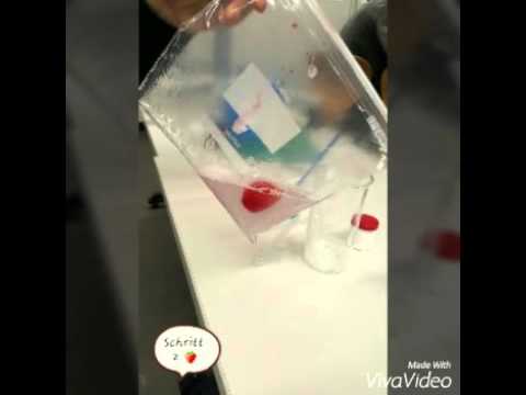 DNA-Extraktion selbstgemacht