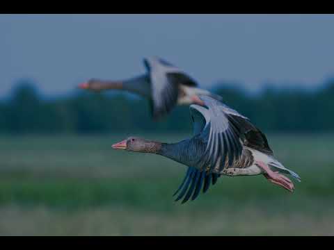 Adrian Willaert - "Ricercare"