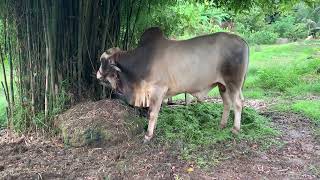 タイ・パーイの田舎道の牛
