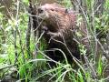 Beaver At The Beaver Boardwalk Hinton Alberta Canada