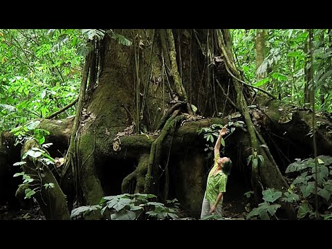 FIELD TRIP WITH PATRICK BLANC IN COSTA RICA (OSA PENINSULA)