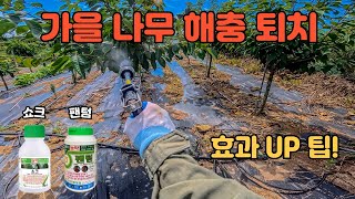 가을철 나무 해충 대참사 막기! 응애 선녀벌레 진딧물 팬텀 쇼크로 쓸어버리기 ????